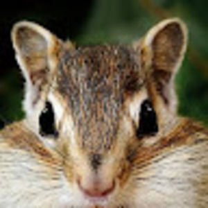 Meet your Posher, Cecelia